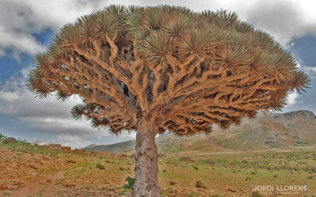 Socotra, un paradís oblidat de l’Índic