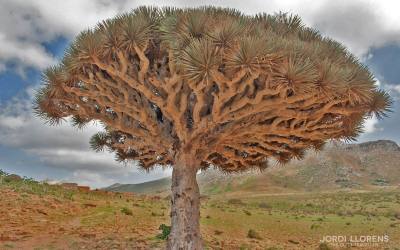 Socotra, a forgotten paradise of the Indian Ocean