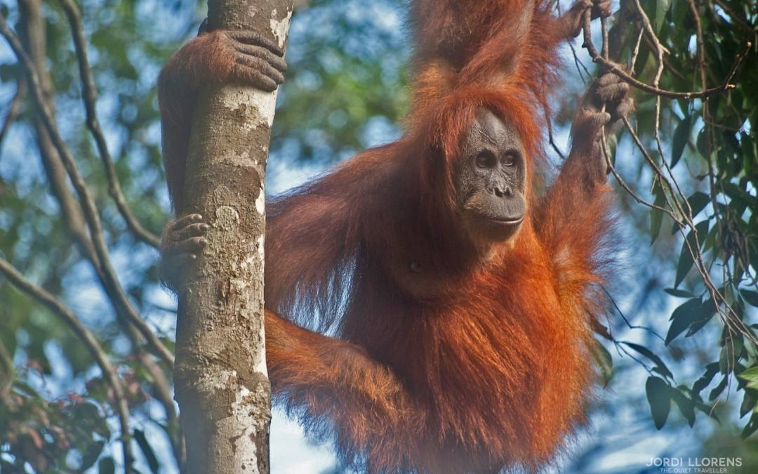 Los orangutanes de Bukit Lawang