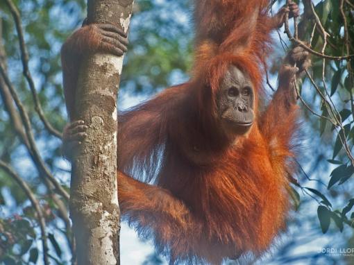 Orangutans from Bukit Lawang